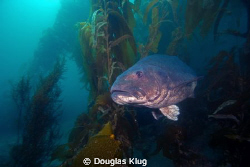 Big Boy in the Kelp. A Giant Black Sea Bass emerges from ... by Douglas Klug 